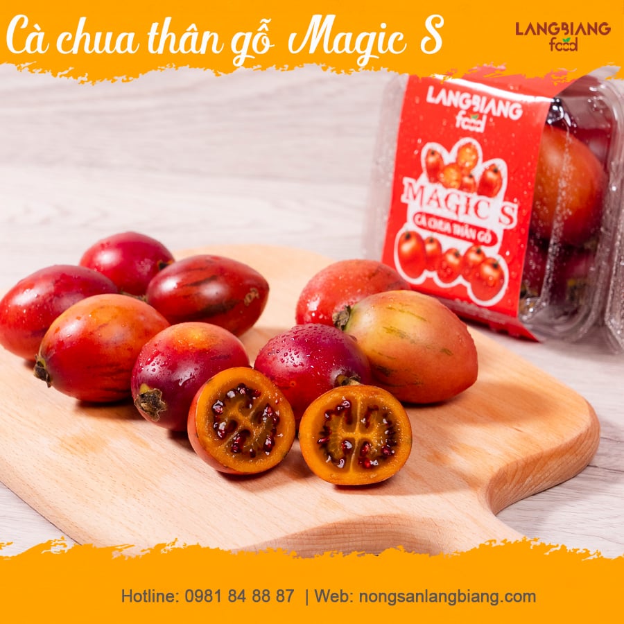 Cà chua thân gỗ Magic S